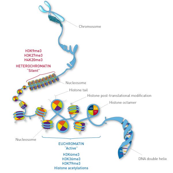 ChIP/meRIP/TCR/BCR/ac4C/CUT-Tag……