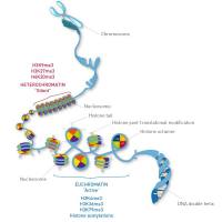 ChIP/meRIP/TCR/BCR/ac4C/CUT-Tag……