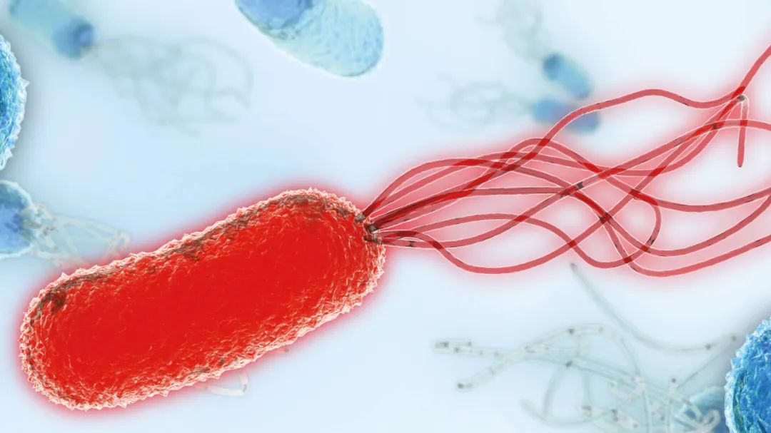 QIAcuity 数字 PCR 系统助力 「细菌耐药性研究及新药开发」