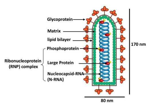 RV（狂犬病毒）-逆向标记病毒