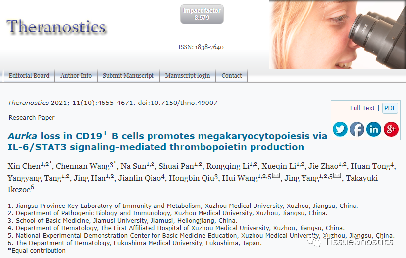 Theranostics|徐州医科大学揭示免疫细胞影响巨核细胞分化成熟的分子机制