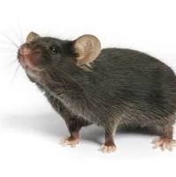 B6.129P2-Pltptm1Jia/J