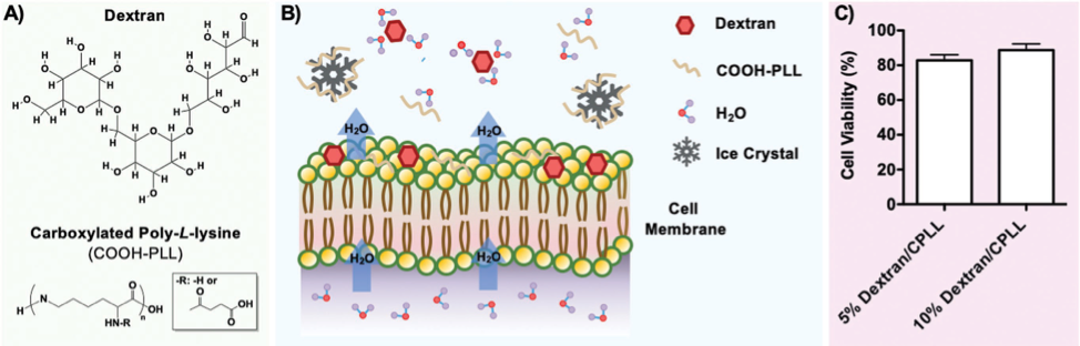 利用生物仿生设计溶液提高免疫疗法低温保存的新方法