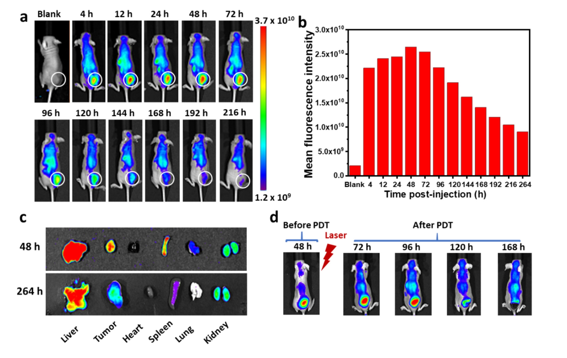 【文献速递】纳米纤维在肿瘤成像中的应用取得新进展