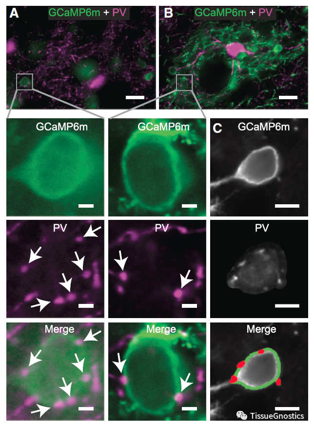CELL|TissueFAXS SL Q+再次助力MIT McGovern神经环路机制研究