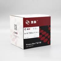 LK211 Omni-PAGE™ 预制胶 Hepes 15%,10 wells