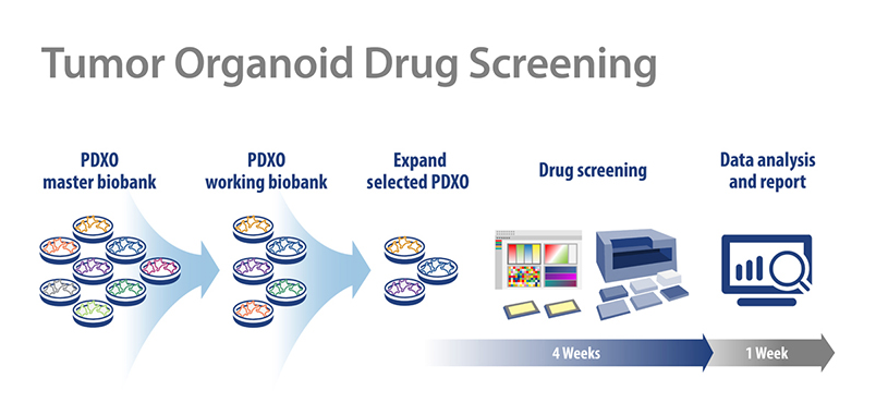 如何使用肿瘤类器官进行肿瘤药物筛选