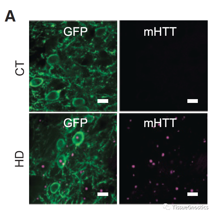 CELL|TissueFAXS SL Q+再次助力MIT McGovern神经环路机制研究