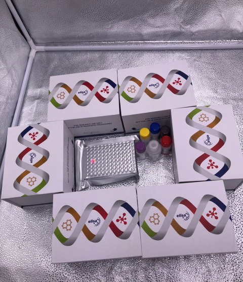 酶解法PCR清洁试剂盒