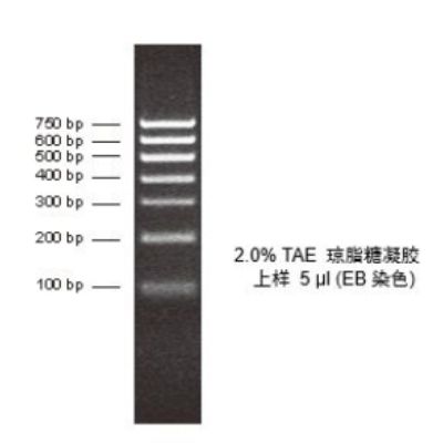 DNA Marker (100-750 bp)