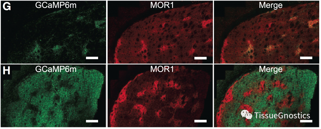 CELL|TissueFAXS SL Q+再次助力MIT McGovern神经环路机制研究