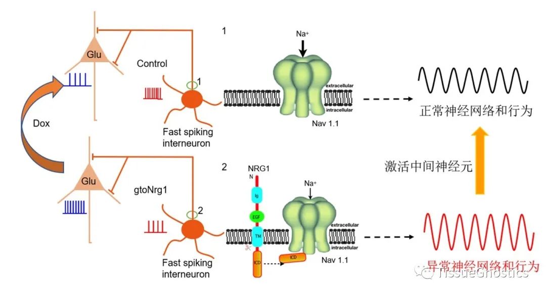 Nature Communications| 华东师范大学揭示精神分裂症大脑皮层去抑制的神经机制