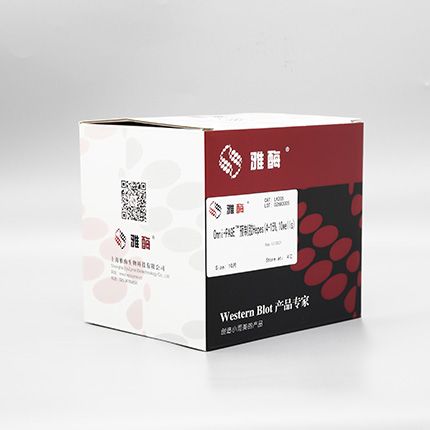LK205 Omni-PAGE™ 预制胶 Hepes 4~15%,10 wells