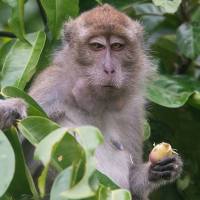 猴 CD3+T细胞 | NHP-CD3+T Cell