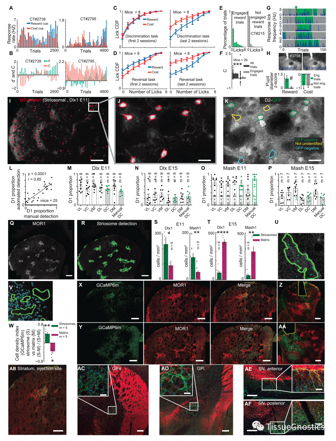 CELL|TissueFAXS SL Q+再次助力MIT McGovern神经环路机制研究