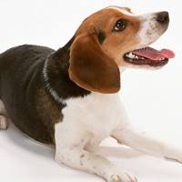 狗全血 | 比格犬全血 | 犬全血 | Dog Blood