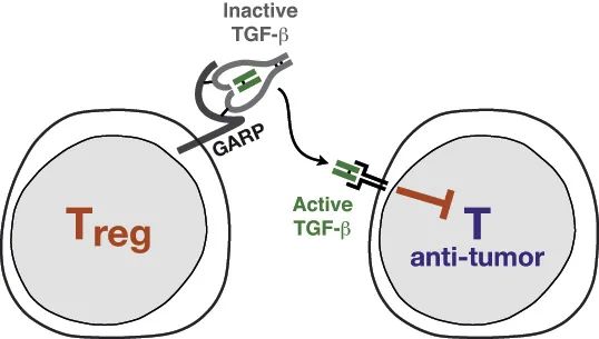 集萃药康模型助力复宏汉霖创新抗GARP单抗HLX60获NMPA临床批准