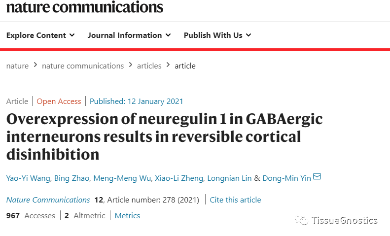 Nature Communications| 华东师范大学揭示精神分裂症大脑皮层去抑制的神经机制
