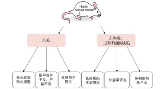 鼠课堂 | 裸鼠到底有没有毛？ OB和DB要怎么选？