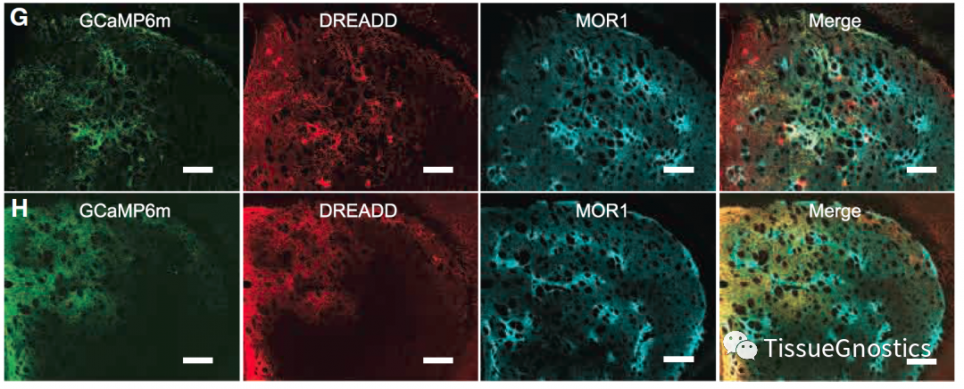 CELL|TissueFAXS SL Q+再次助力MIT McGovern神经环路机制研究