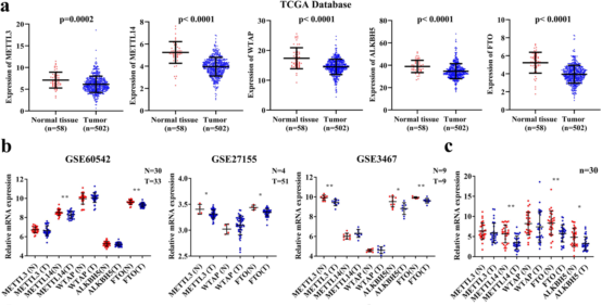 FTO通过降低APOE mRNA的稳定性抑制糖酵解和甲状腺乳头状癌的生长