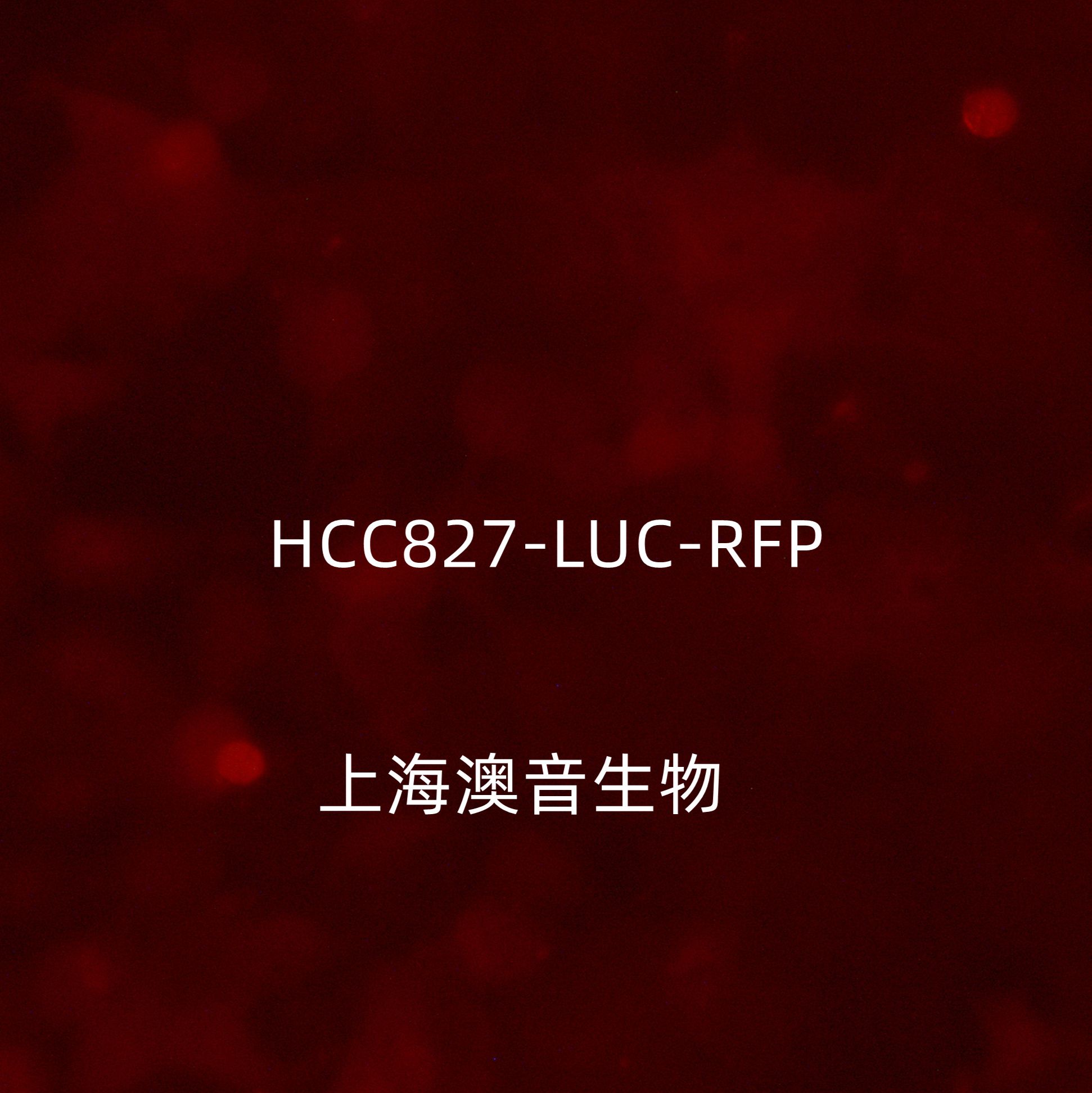 HCC827-LUC-RFP-Puro[hcc827-luc;hcc827-rfp]双标记的人非小细胞肺癌细胞