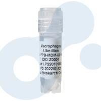 巨噬细胞分离培养服务 | Macrophages | 单核细胞来源巨噬细胞