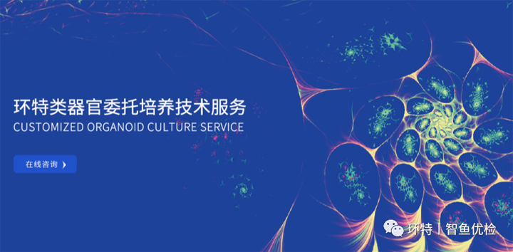 新技术“类器官+斑马鱼”助力科研！环特生物上线类器官委托培养技术服务