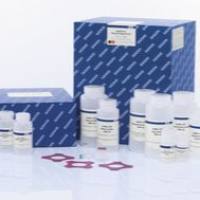 Qiagen12391无内毒素宏量质粒提取试剂盒