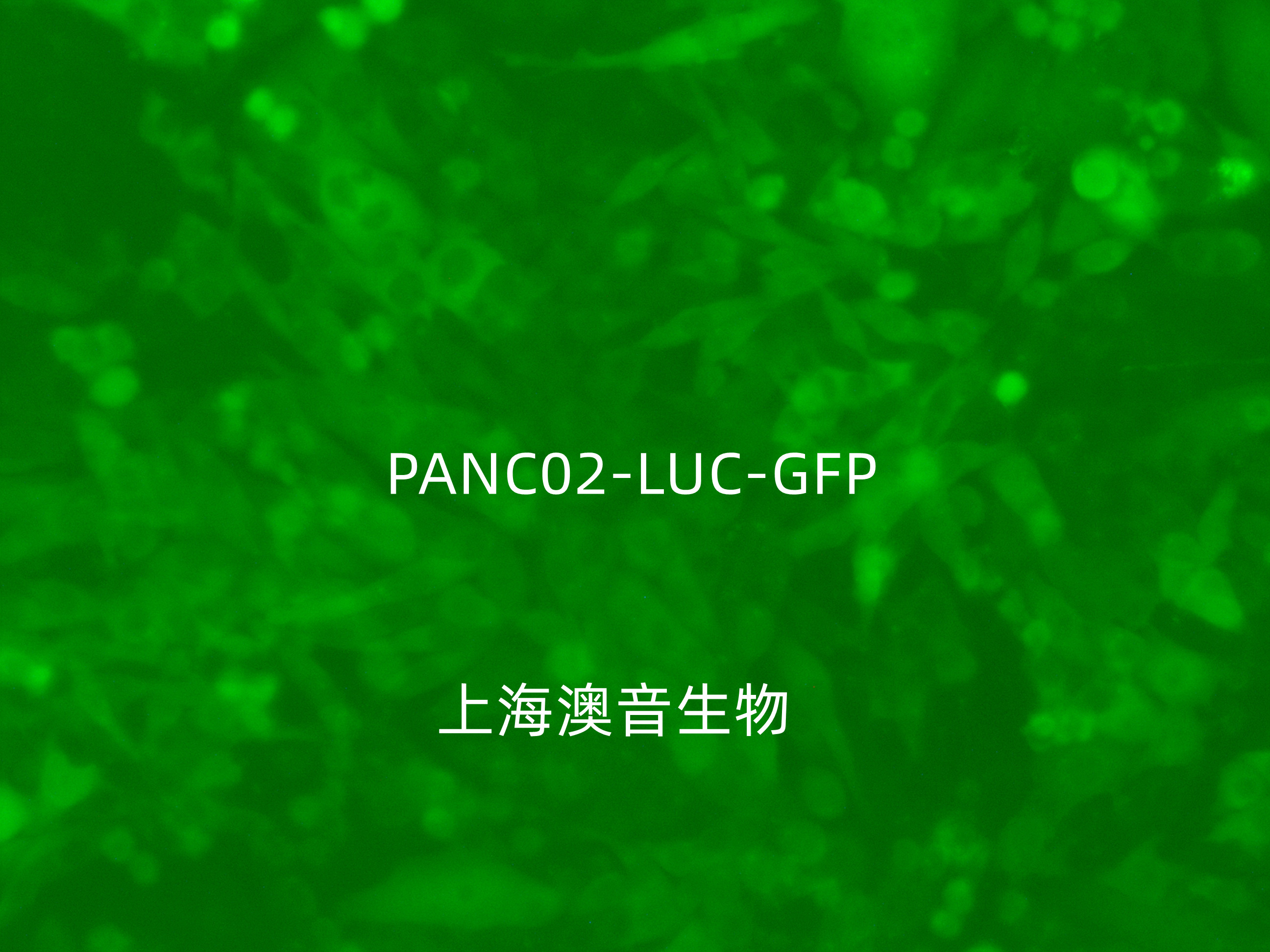 PANC02-LUC-GFP-Puro[panc02-gfp