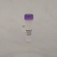 犬促黄体生成素(LH)单克隆标记抗体