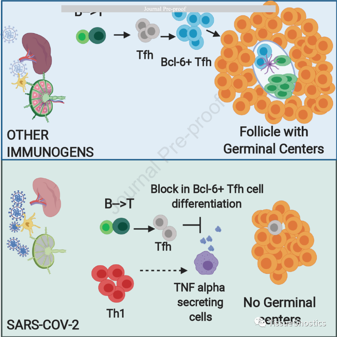 CELL| TissueFAXS Cytometry技术助力新冠肺炎方向研究