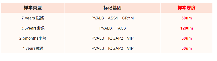 Nature| TissueFAXS Q+助力灵长类动物中间神经元的新发现