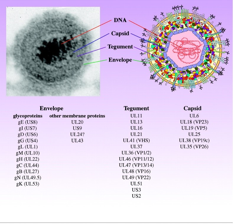 产品货号	产品名称	携带外源基因	功能  P01001	PRV-CMV-EGFP	EGFP	逆行跨多级，绿色标记 P01002	PRV-CMV-mRFP	mRFP	逆行跨多级，红色标记 P02001	PRV-hUbC-EGFP	EGFP	逆行跨多级，绿色标记 P03001	PRV-CAG-EGFP	EGFP	逆行跨多级，增亮，绿色标记 P04001	PRV-△TK-Ubc-DsRed	DsRed	逆行红色标记，不跨/逆向跨单（AAV辅助）（伪狂犬病毒）逆向跨多级标记