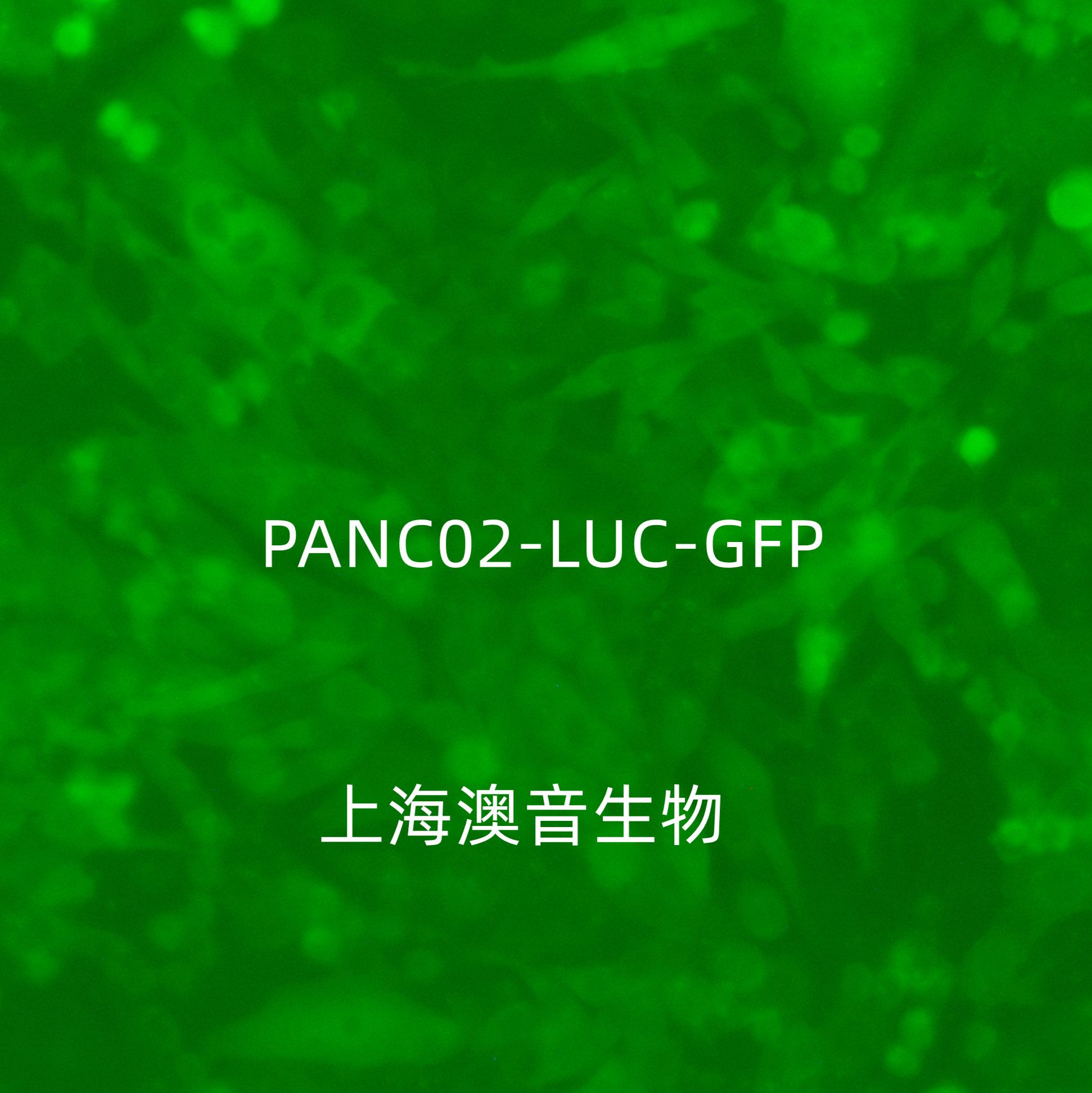 PANC02-LUC-GFP-Puro[panc02-gfp;panc02-luc]双标记的小鼠胰腺导管腺癌细胞