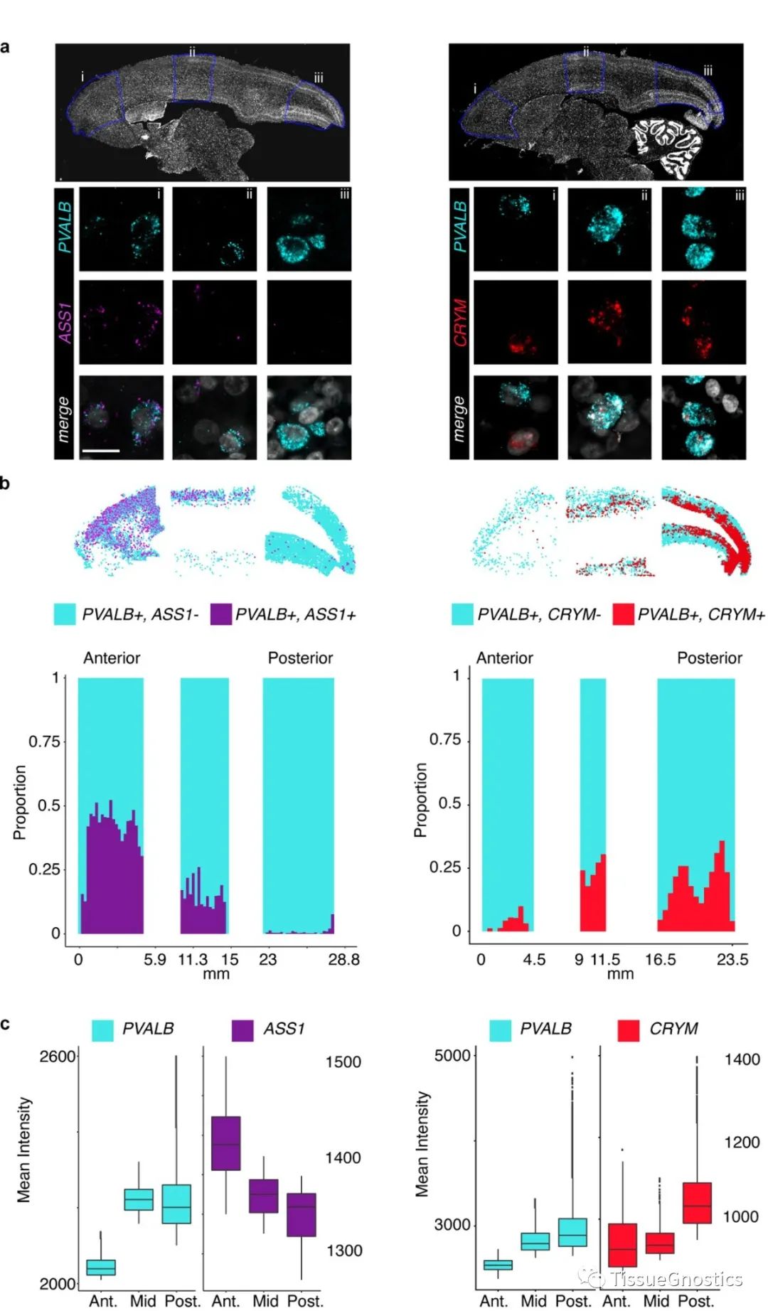Nature| TissueFAXS Q+助力灵长类动物中间神经元的新发现