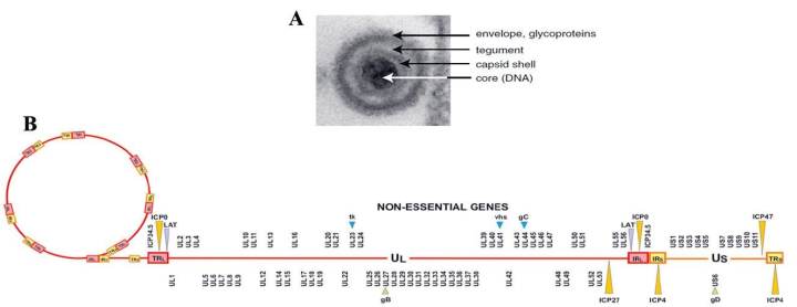 单纯疱疹病毒（HSV）