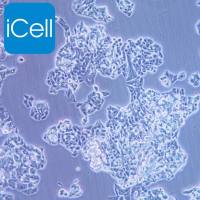 LS180 人结肠癌细胞/LS180/LS180细胞/LS-180细胞/LS-180/STR鉴定