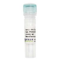HA标签抗体-HA Tag小鼠单克隆抗体 多种验证应用 特异性强 价格低-辉骏生物
