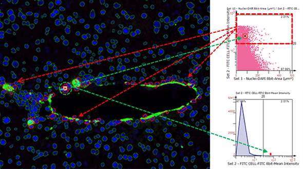 多组学数据标准的验证利器分享——TissueFAXS Cytometry技术