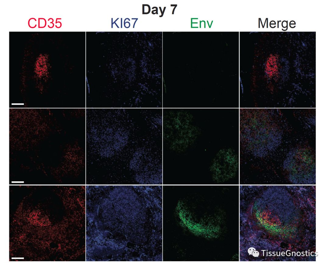TissueFAXS Cytometry技术——组织原位辅助疫苗研发的新策略