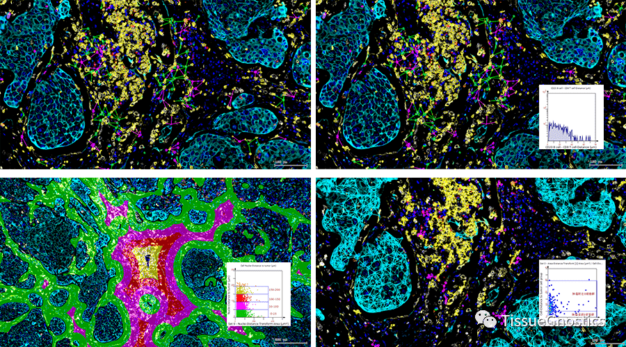 多组学数据标准的验证利器分享——TissueFAXS Cytometry技术