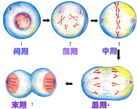 肿瘤和生育相关指标 ● anti- BUB1 antibody
