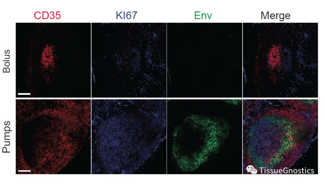 TissueFAXS Cytometry技术——组织原位辅助疫苗研发的新策略