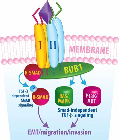 肿瘤和生育相关指标 ● anti- BUB1 antibody