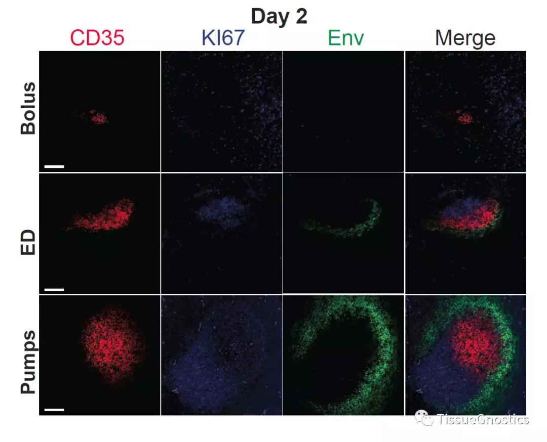 TissueFAXS Cytometry技术——组织原位辅助疫苗研发的新策略