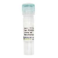 V5 Tag小鼠单克隆抗体-V5标签抗体 高灵敏度 特异性好 稳定性高-辉骏生物