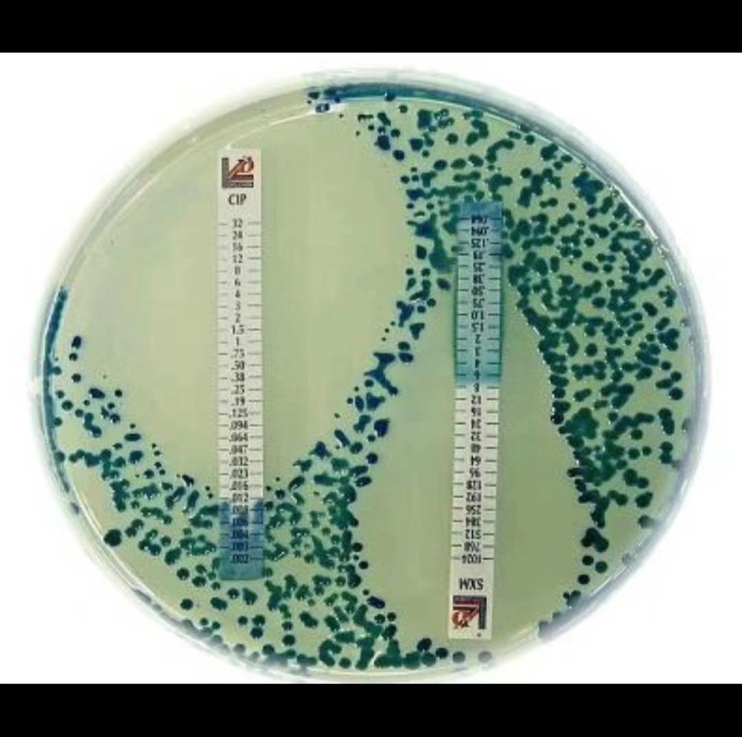 大鼠肺泡巨噬细胞；NR8383