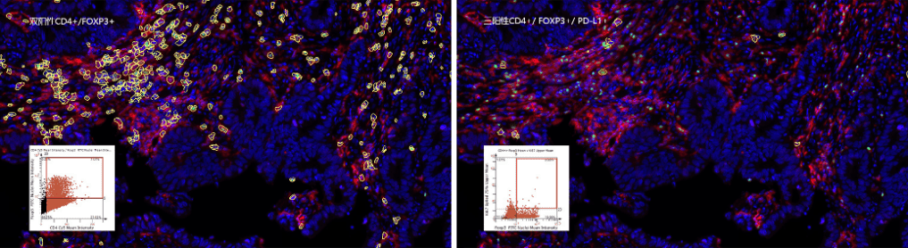 多组学数据标准的验证利器分享——TissueFAXS Cytometry技术