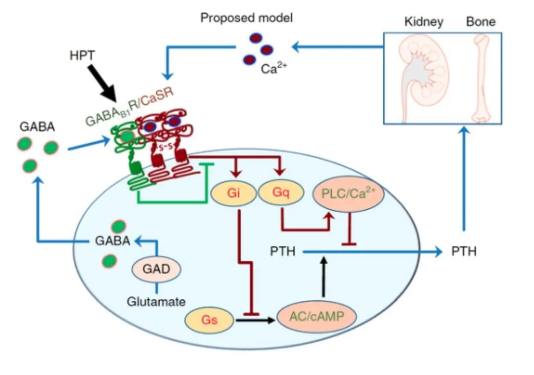 TissueFAXS Cytometry技术为蛋白组学研究提供原位验证新方法